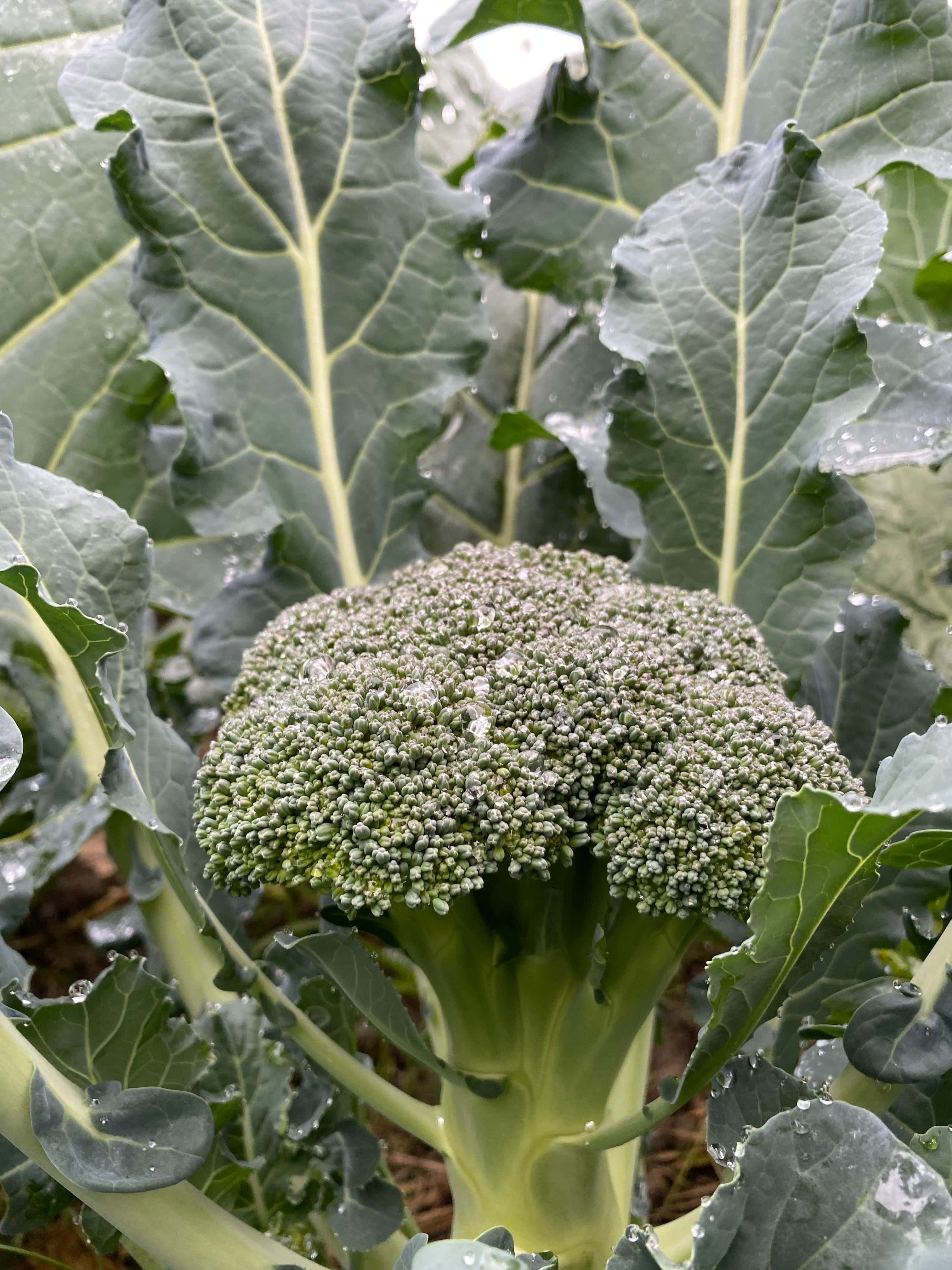 ブロッコリー 背景