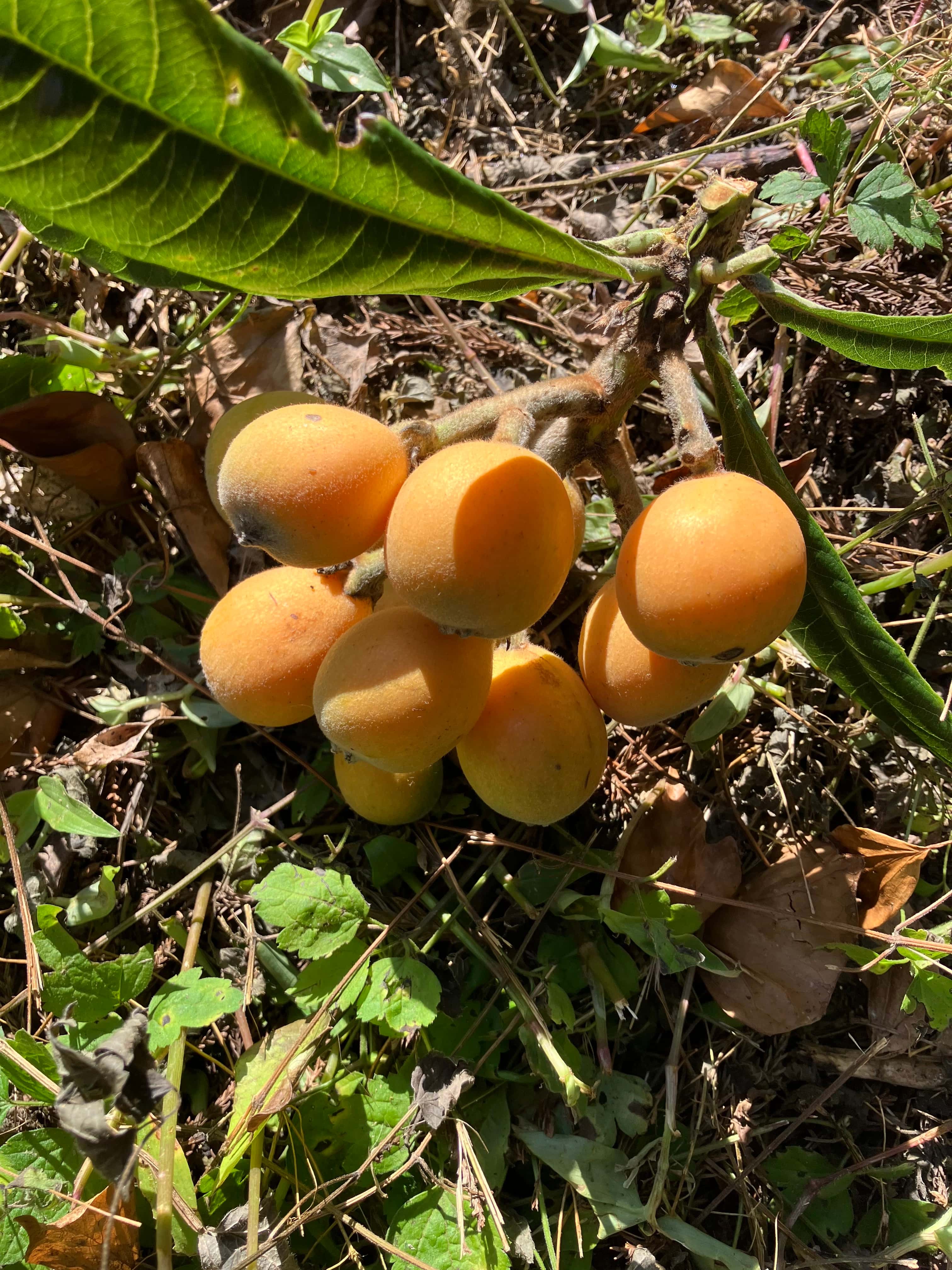 その他果物 背景