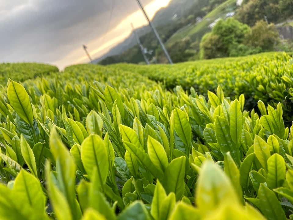 無農薬の新茶と和菓子 背景