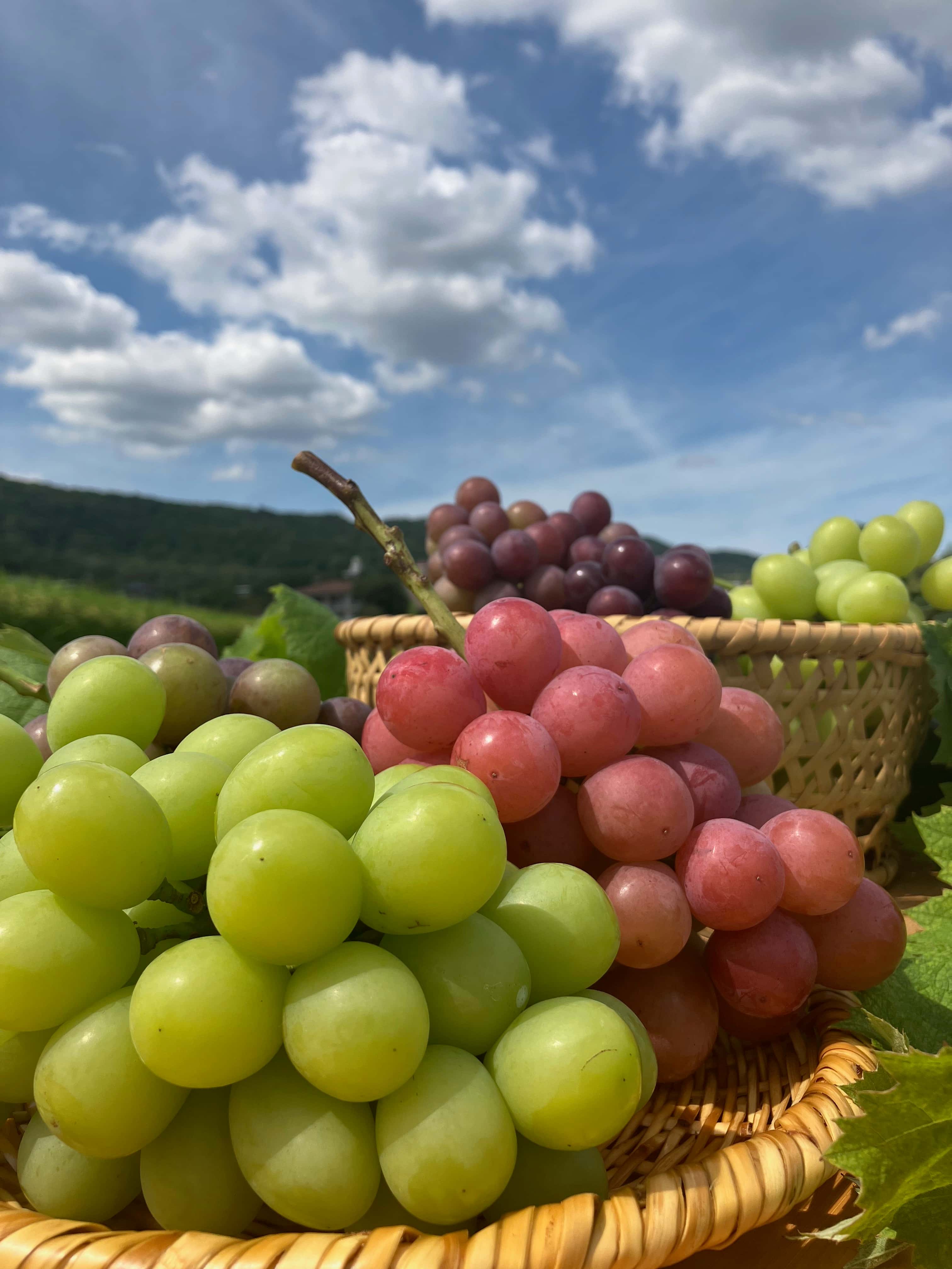 旬を愉しむ 背景