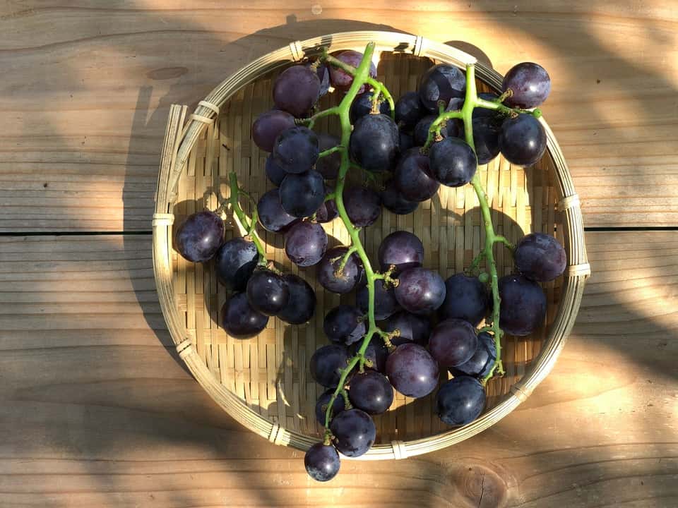 おいしい葡萄が食べたい 背景