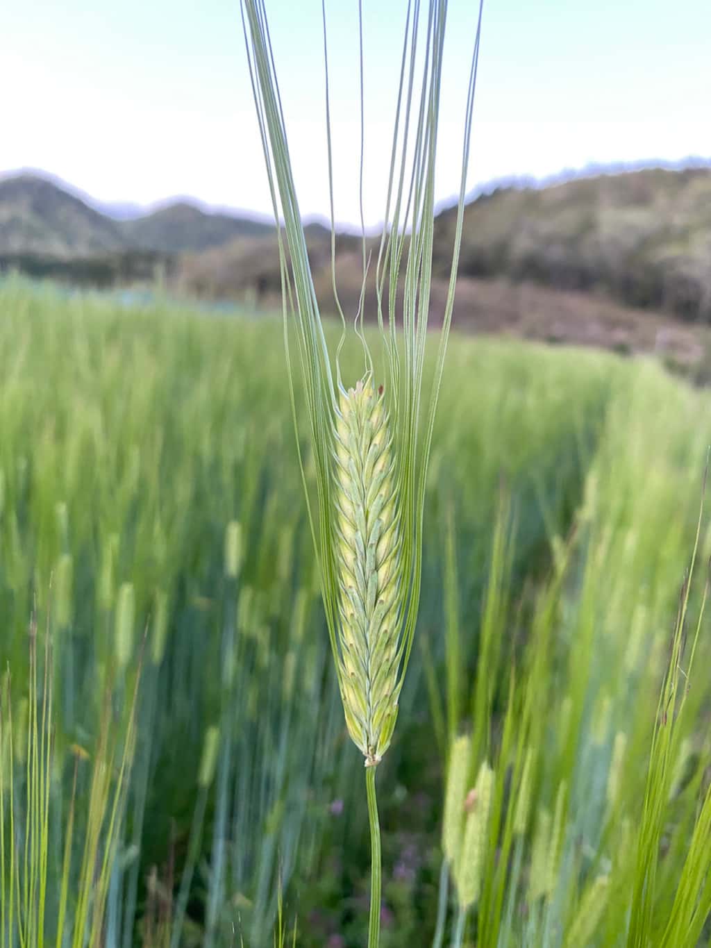 新麦茶、始まってます 背景