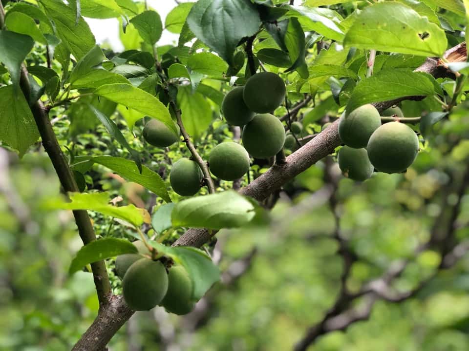 初夏の手仕事 背景