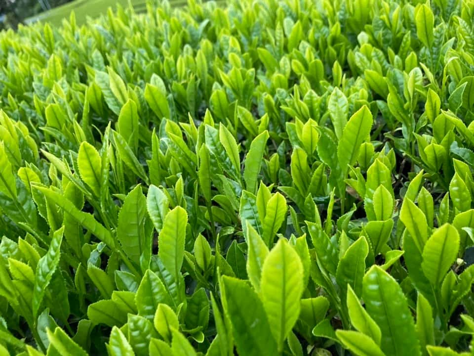 ご年配の方に贈る 背景