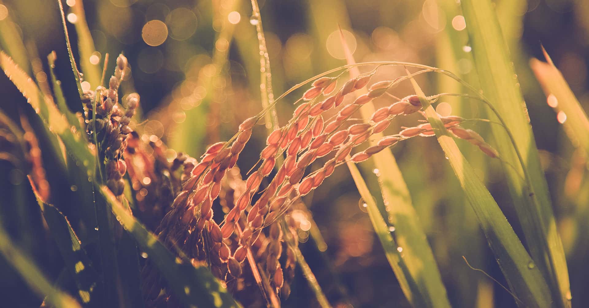 スタッフおすすめ 背景