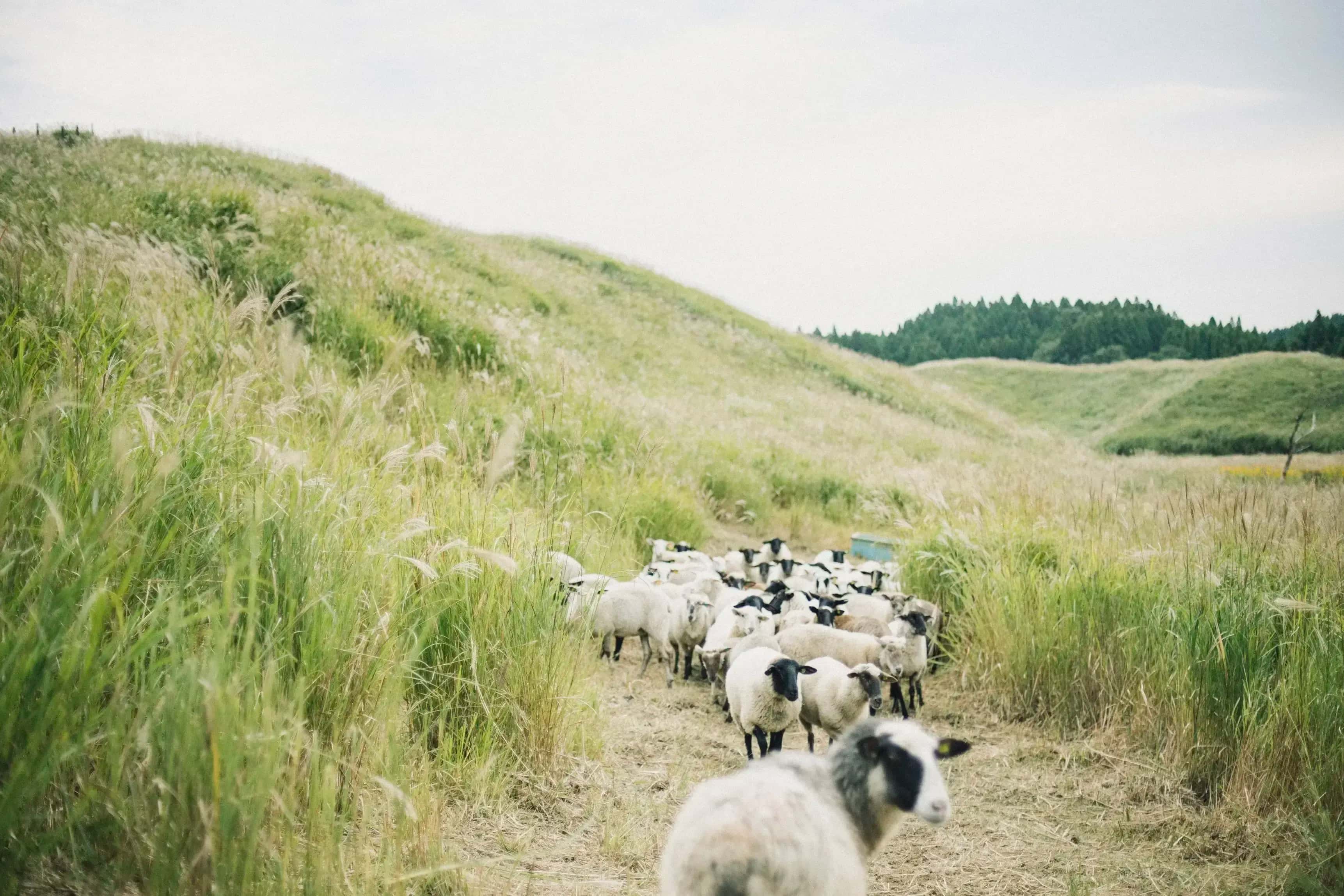 未来を守るごはん 背景
