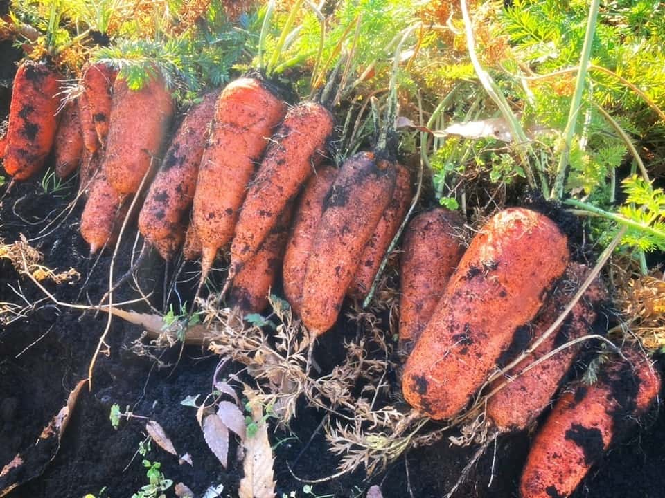 自然のチカラ漲る無農薬野菜 背景