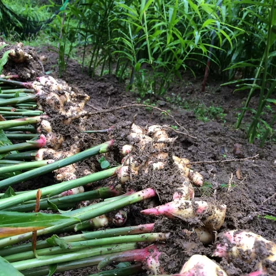 免疫力を高める 背景