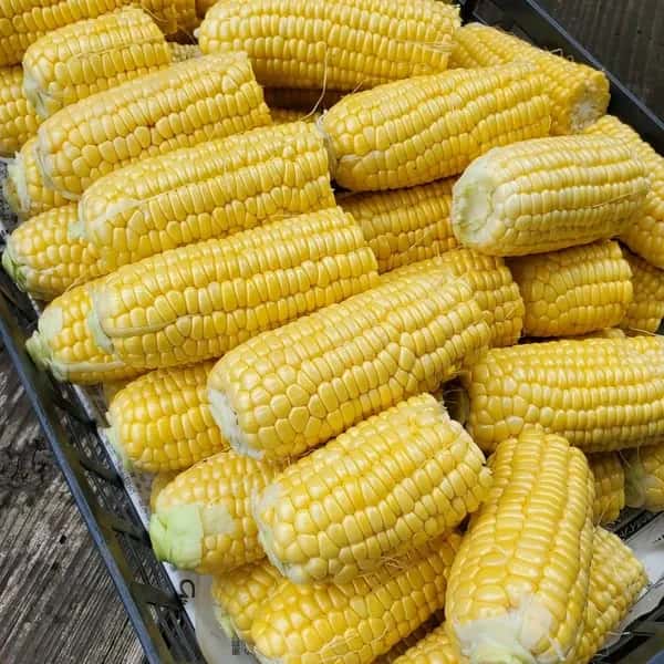 《2025終了》無農薬 朝採り皮むきトウモロコシ（約4.5Kg）