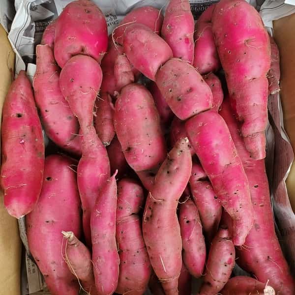 訳あり商品【加工用】無農薬栽培サツマイモ（パープルスイートロード）