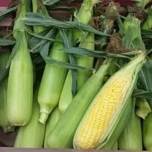 《2025終了》無農薬 朝採りトウモロコシ