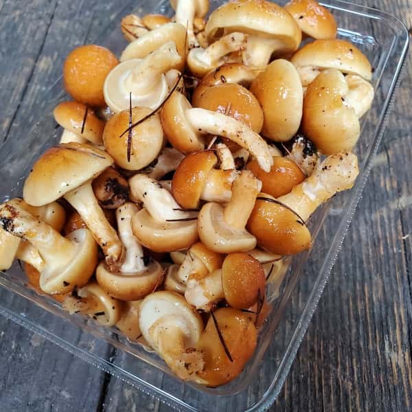 原木栽培のナメコ（収穫量によりお待たせする場合があります。）