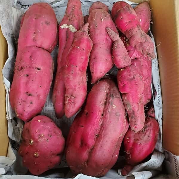 訳あり商品【加工用】無農薬栽培サツマイモ（紅あずま）