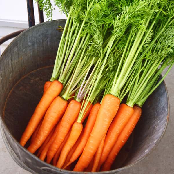 香りと甘みがぎゅっと凝縮＜自然栽培にんじん＞草堆肥と雨水だけで育てた皮ごと安心のやさしい味/訳あり特価あり