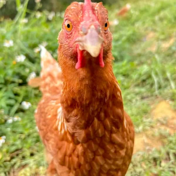 パイナップルのために育てた卵／自家製発酵飼料でヒヨコから育てました