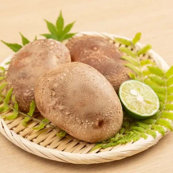 徳島県産希少品種　三ツ星しいたけ恵