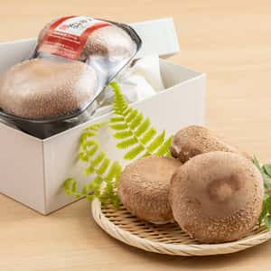 徳島県産希少種の肉厚椎茸＜天恵菇＞農薬化学肥料不使用・ギフトやお裾分けにも◎