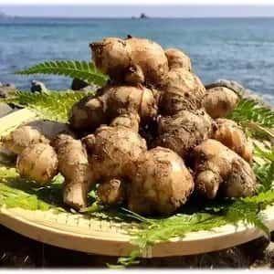 鰹乃國の生姜 農薬・化学肥料・除草剤不使用