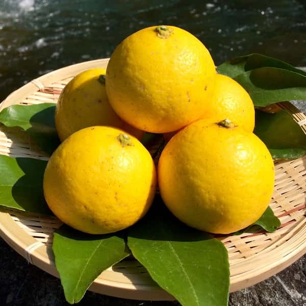 【キャンセル出ました！】夏空の小夏　農薬・化学肥料・除草剤不使用