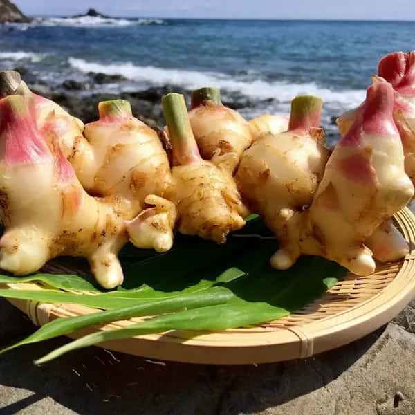 【ご予約受付中！10月27日出荷】サクサク美味しい！自然栽培の新生姜