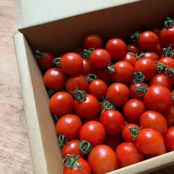 自然栽培で育てた〈ミニトマト〉