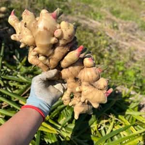 無農薬・無肥料の自然栽培生姜