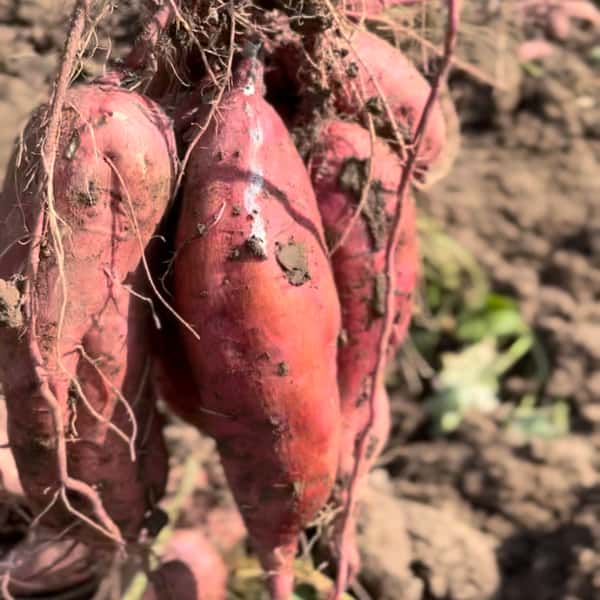 自然栽培・安納芋　2キロ