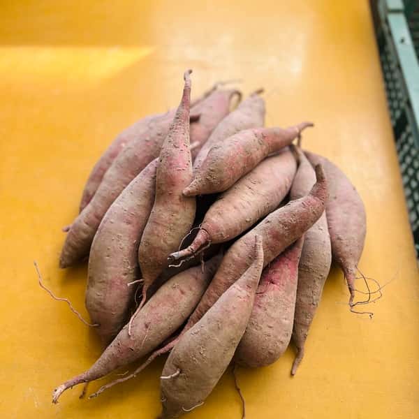 自然栽培・さつま芋・紅乙女