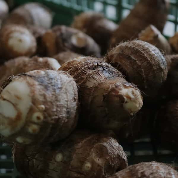 無肥料栽培　里芋