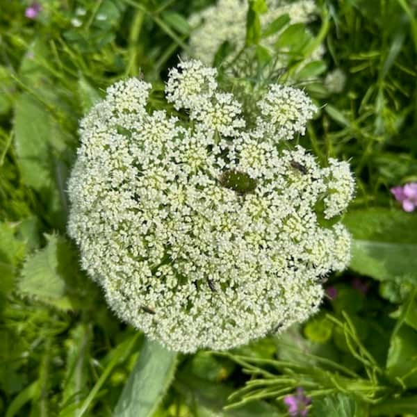 16年間　不耕起・無農薬・無肥料栽培の春野菜セット