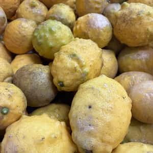 【数量限定】農薬不使用・五島育ちレモン