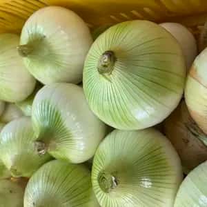 【五島列島産】期間限定皮剥き玉ねぎ・化学肥料・農薬不使用