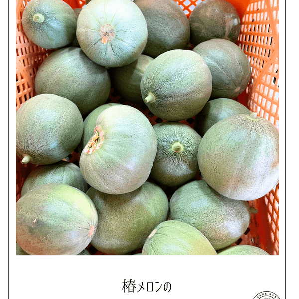 【今だけ増量中】農薬・化学肥料を使用せずに栽培　摘果メロン