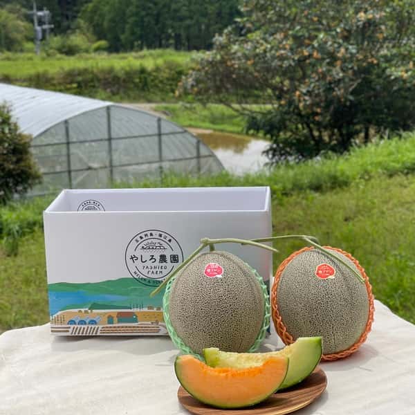 【6/10頃発送】父の日限定 椿メロン2玉セット
