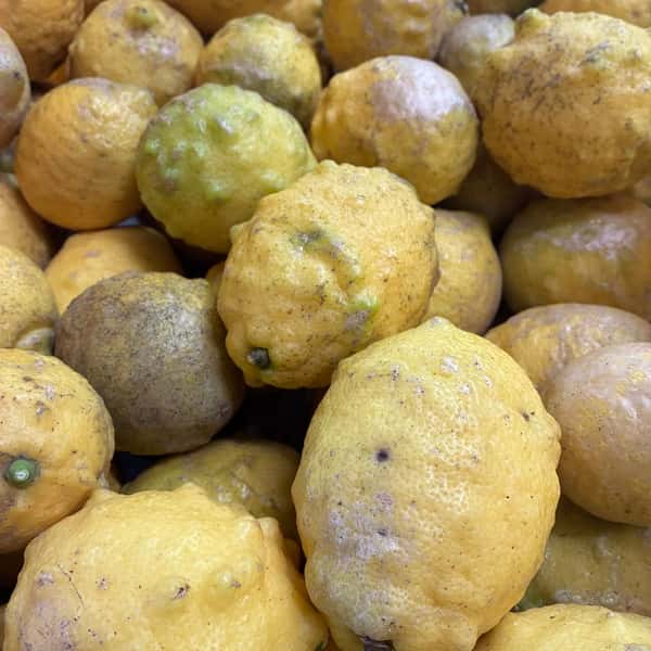 【数量限定】農薬不使用・五島育ちレモン