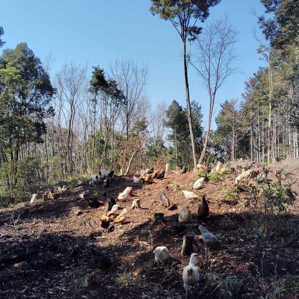 放幸卵＜完全放牧の異種交配有精卵＞自然の虫草（スーパーフード）や、農薬不使用飼料