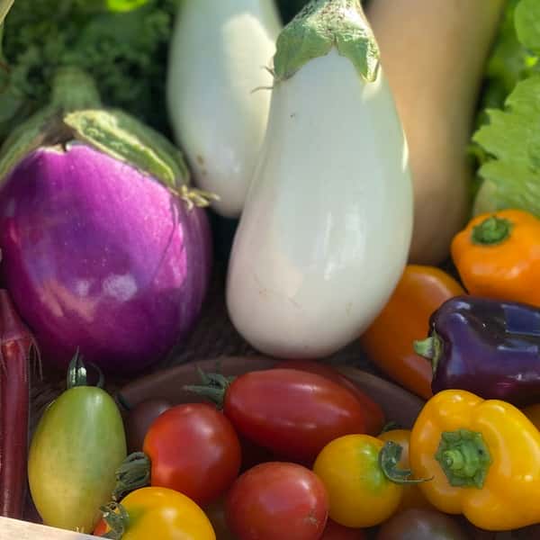 【農薬や化学肥料を使わずにで育てた】季節の彩り野菜セット（送料込み）