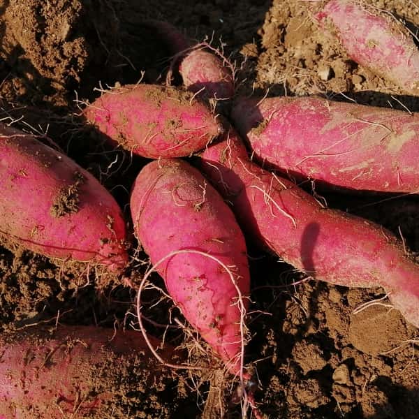 新ものは「まるで栗」　農薬不使用べにはるか　