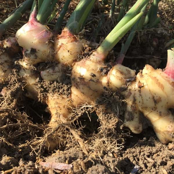 爽やかな香り　新生姜【農薬・化学肥料 不使用】