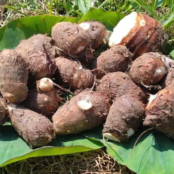 高知産 里芋【農薬・化学肥料 不使用】煮崩れしにくい大野芋　