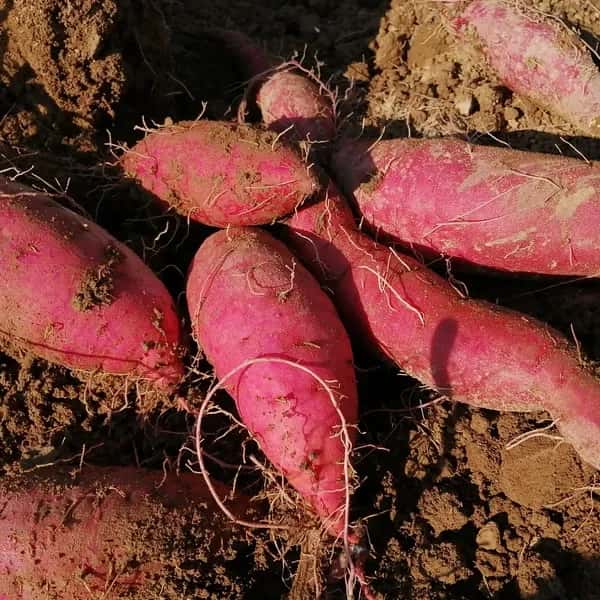 蜜あふれる べにはるか【農薬・化学肥料不使用】