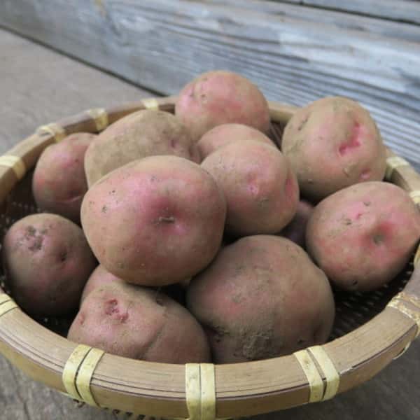 じゃがいも 無農薬・無化学肥料