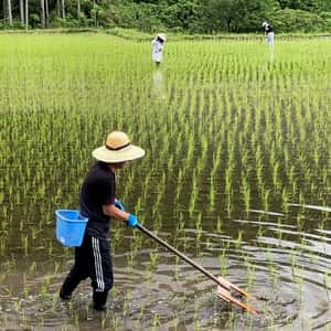 ◆自然栽培米　令和7年度産【秋日和】白米/玄米＜コシヒカリ＞無肥料・無農薬・動物性堆肥・除草剤不使用