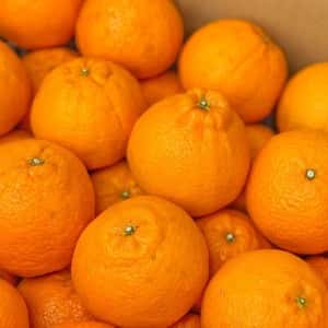 予約販売2月5日スタート！食べ応え抜群♪自然の恵みがたっぷりつまった「不知火」～農薬・化学肥料・除草剤不使用栽培～