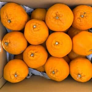 追加販売！限定！「はるみLサイズ」人気のはるみ♪プチプチ触感とジューシーな甘さ～愛媛県産・農薬・肥料・除草剤不使用栽培～