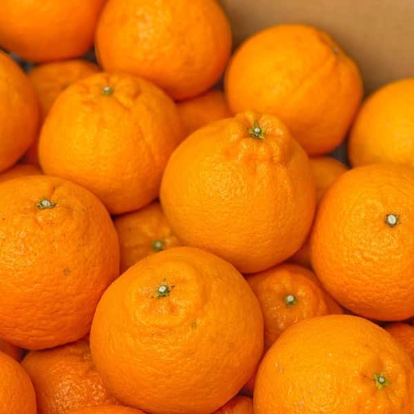 予約販売2月5日スタート！食べ応え抜群♪自然の恵みがたっぷりつまった「不知火」～農薬・化学肥料・除草剤不使用栽培～