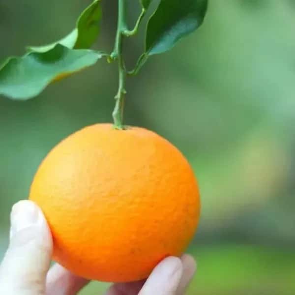 2026年は３月頃販売予定！とろける清見♪ 甘くて果汁たっぷり！ 全国有数の清見産地・愛媛県佐田岬半島 名取で栽培。 農薬・肥料・除草剤を使わず、自然と共に育てた「リジェネラティブ」清見タンゴール。