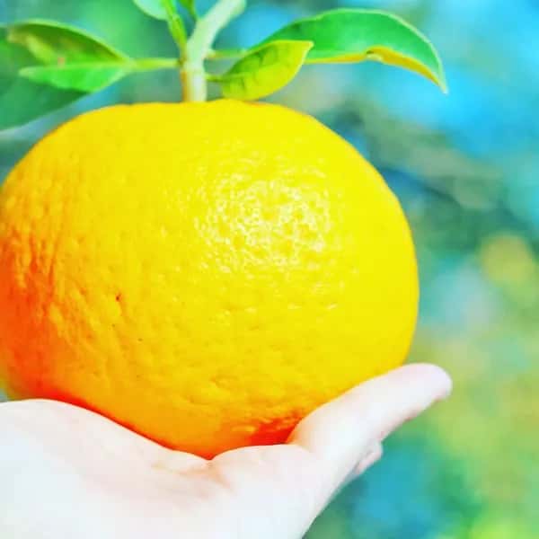 2026年は３月頃販売開始予定！初夏の季節にぴったり♪果汁あふれる甘酸っぱくてほろ苦い♪佐田岬生まれの柑橘「サンフルーツ」愛媛県産・農薬・除草剤・肥料不使用栽培