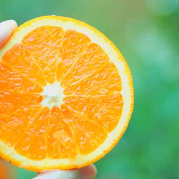 もう見た目の時代じゃない！とろける清見♪ 甘くて果汁たっぷり！ 全国有数の清見産地・愛媛県佐田岬半島 名取で栽培。 農薬・肥料・除草剤を使わず、自然と共に育てた「リジェネラティブ」清見タンゴール。