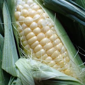 《2025終了》無農薬 朝採りトウモロコシの口コミ・レビュー(スケさん)